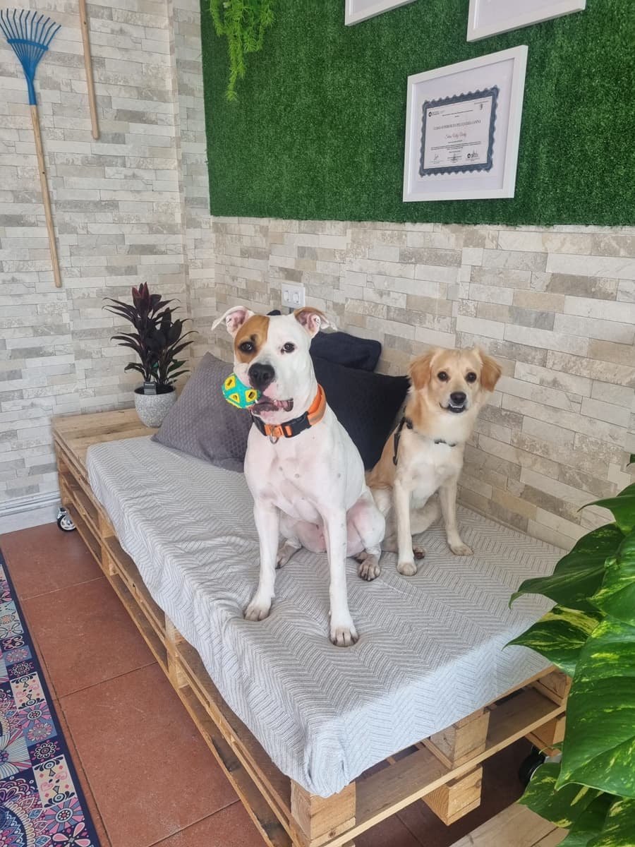 Amoriños en Pontevedra