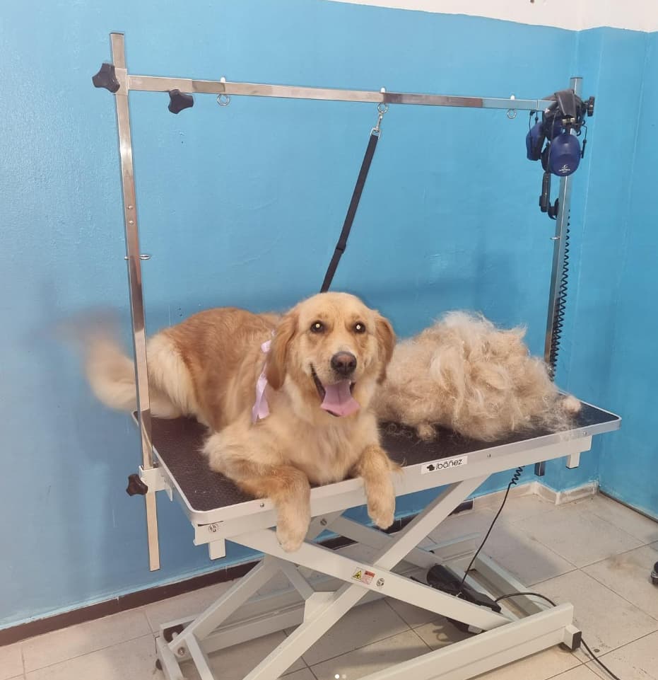 Amoriños Peluquería & Spa Canino Felino