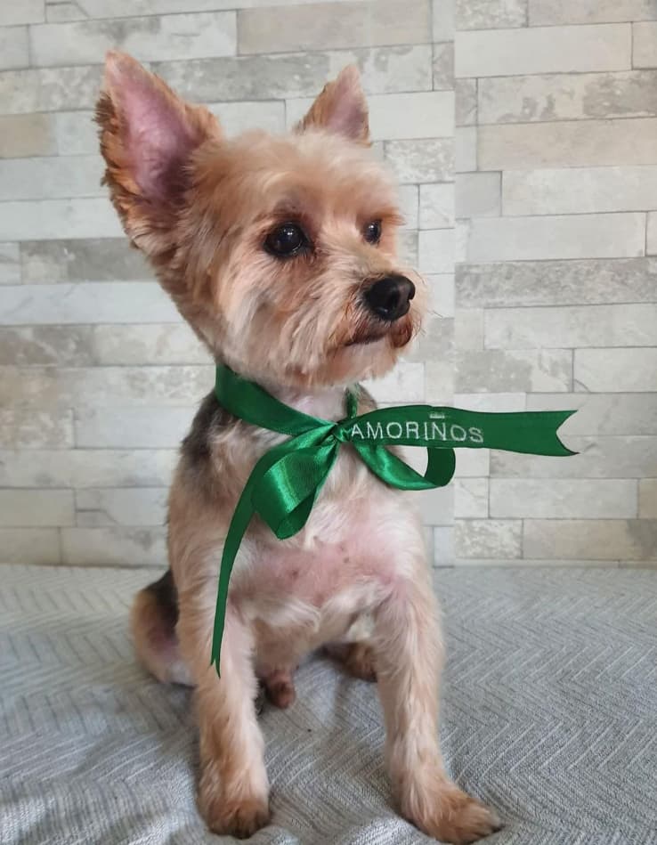 Amoriños Peluquería & Spa Canino Felino