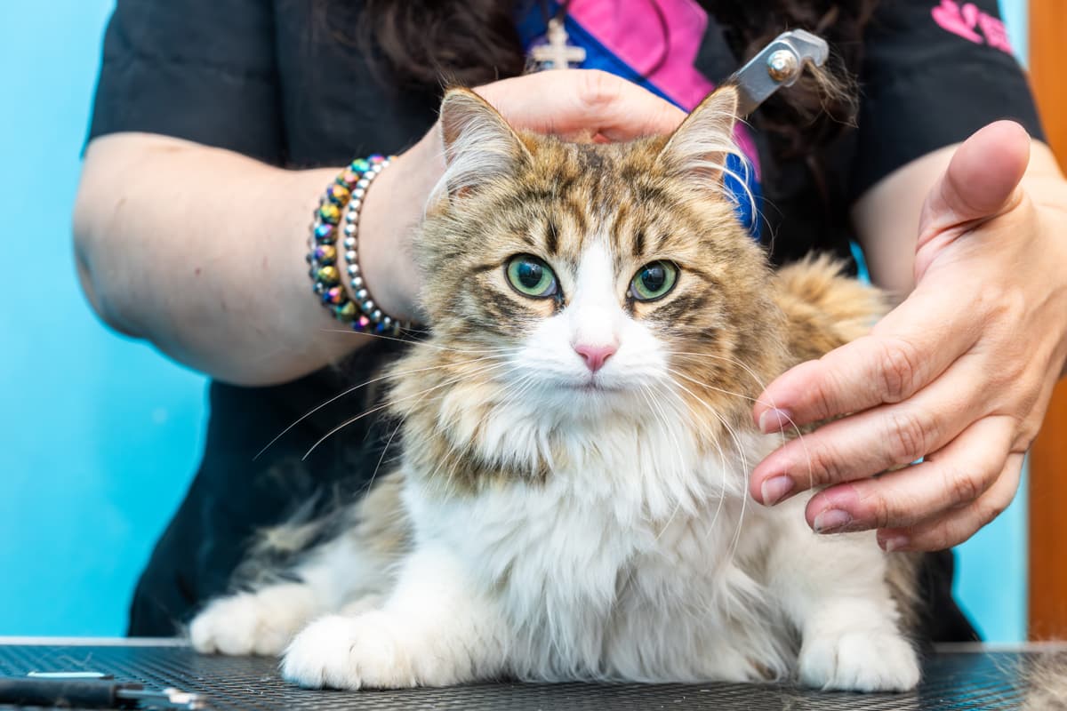 Nuestros servicios para perros y gatos en Pontevedra