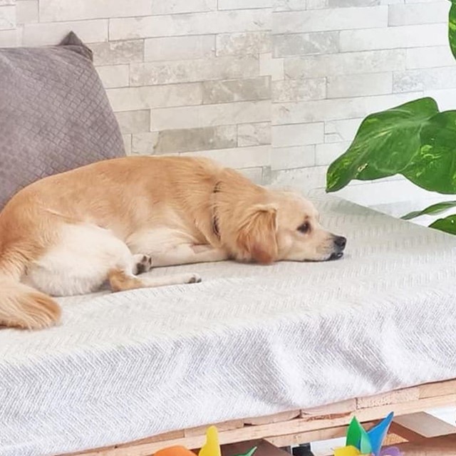 Tu peluquería canina y felina en Pontevedra